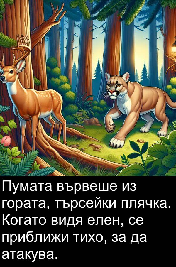 търсейки: Пумата вървеше из гората, търсейки плячка. Когато видя елен, се приближи тихо, за да атакува.