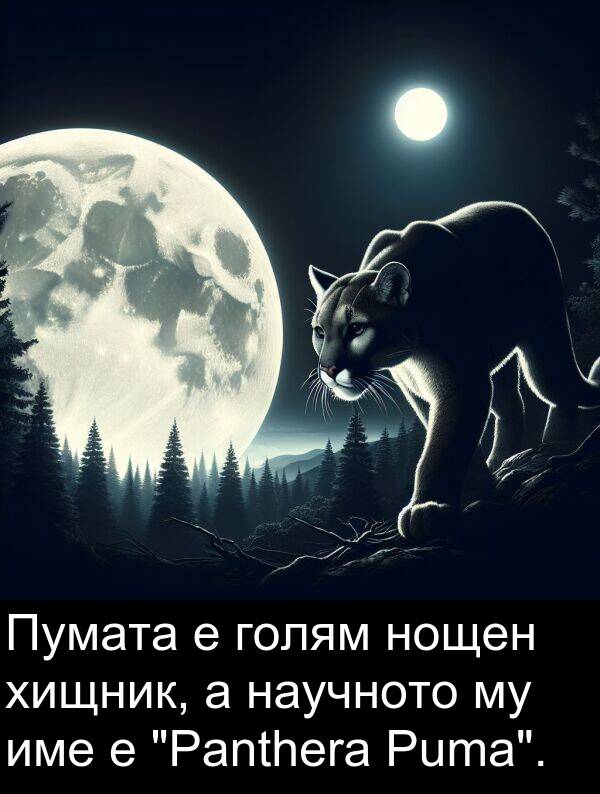 научното: Пумата е голям нощен хищник, а научното му име е "Panthera Puma".