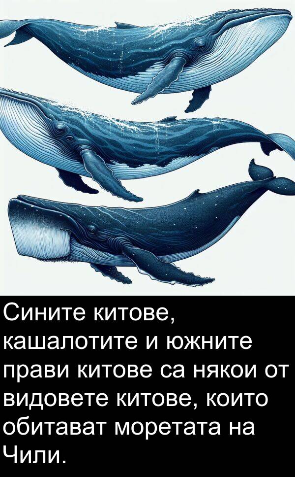 обитават: Сините китове, кашалотите и южните прави китове са някои от видовете китове, които обитават моретата на Чили.