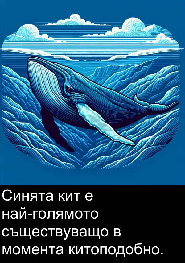 момента: Синята кит е най-голямото съществуващо в момента китоподобно.