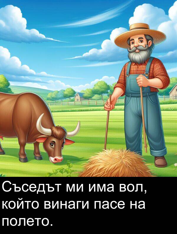 полето: Съседът ми има вол, който винаги пасе на полето.