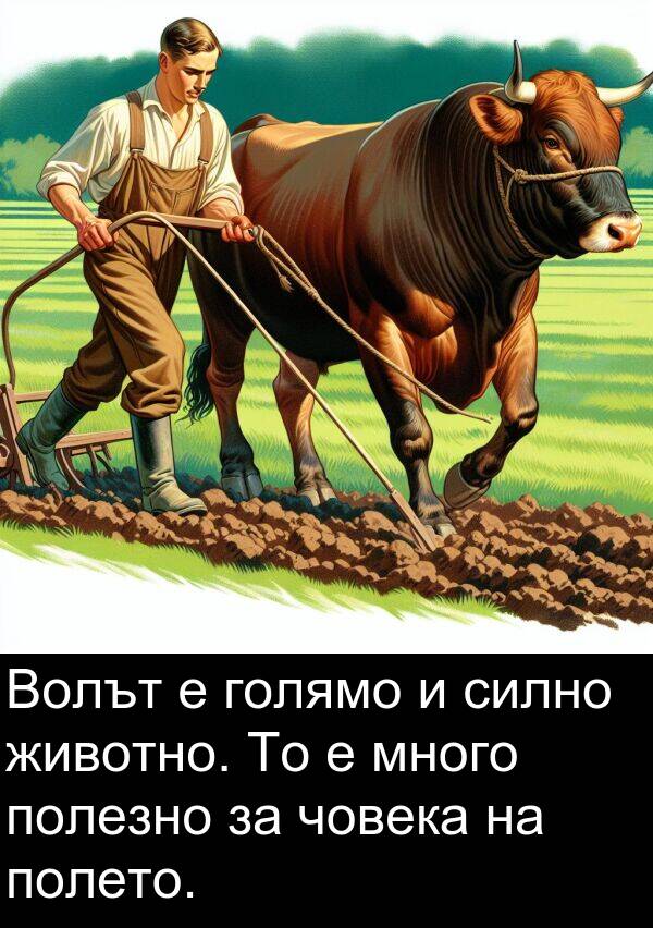 човека: Волът е голямо и силно животно. То е много полезно за човека на полето.