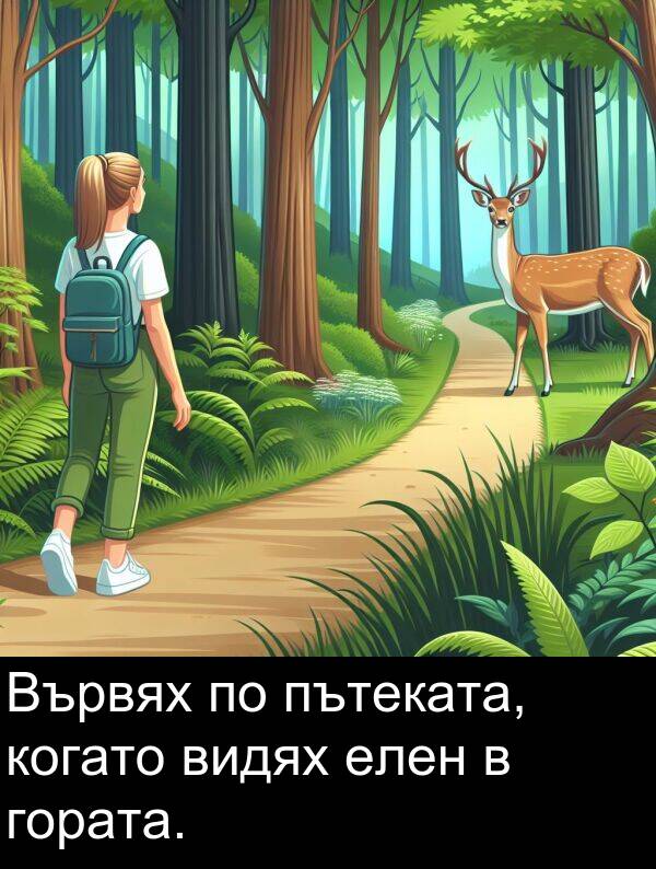 пътеката: Вървях по пътеката, когато видях елен в гората.
