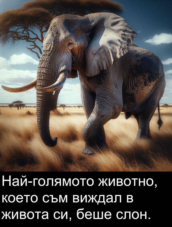 слон: Най-голямото животно, което съм виждал в живота си, беше слон.