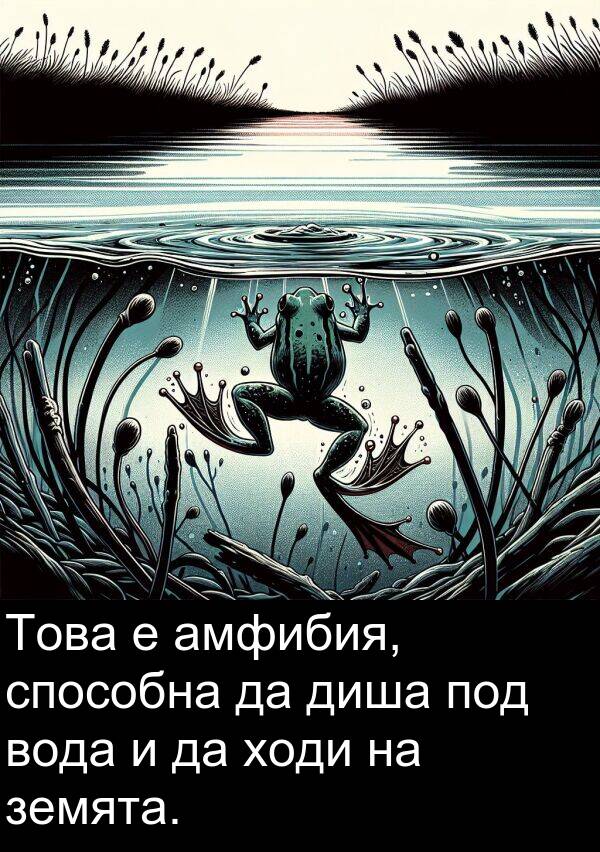 под: Това е амфибия, способна да диша под вода и да ходи на земята.