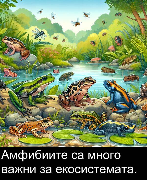 много: Амфибиите са много важни за екосистемата.