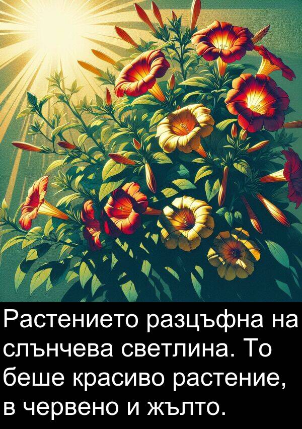 слънчева: Растението разцъфна на слънчева светлина. То беше красиво растение, в червено и жълто.
