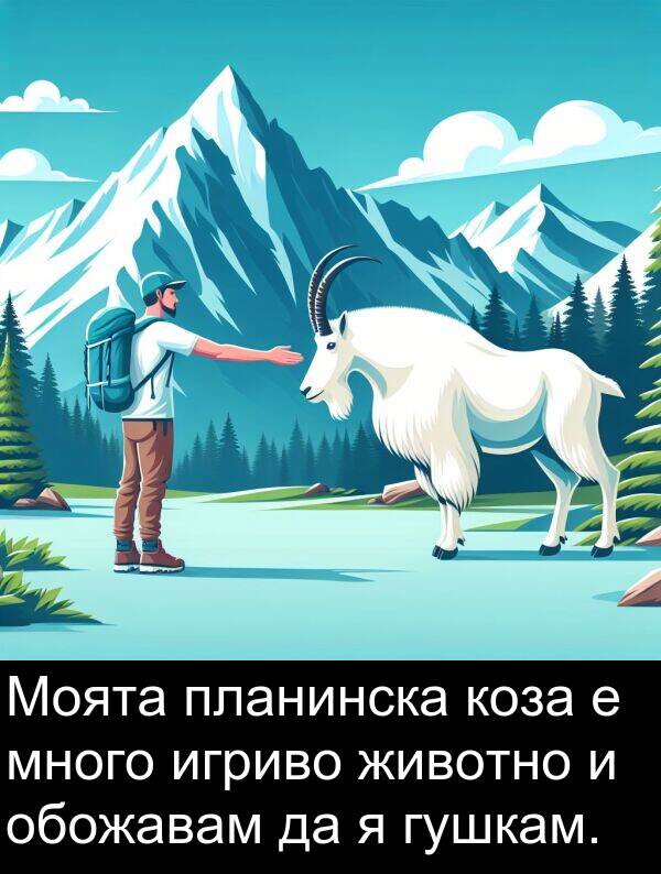 игриво: Моята планинска коза е много игриво животно и обожавам да я гушкам.