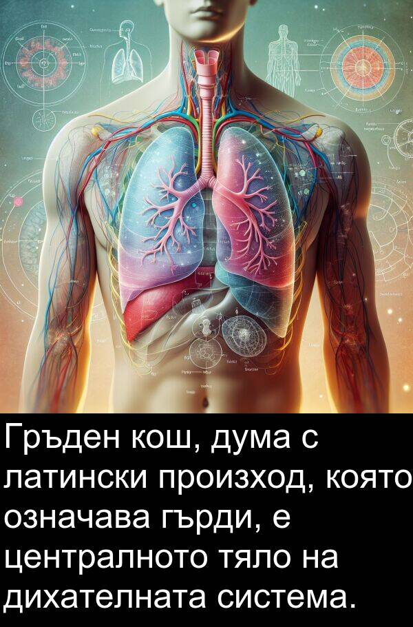 латински: Гръден кош, дума с латински произход, която означава гърди, е централното тяло на дихателната система.