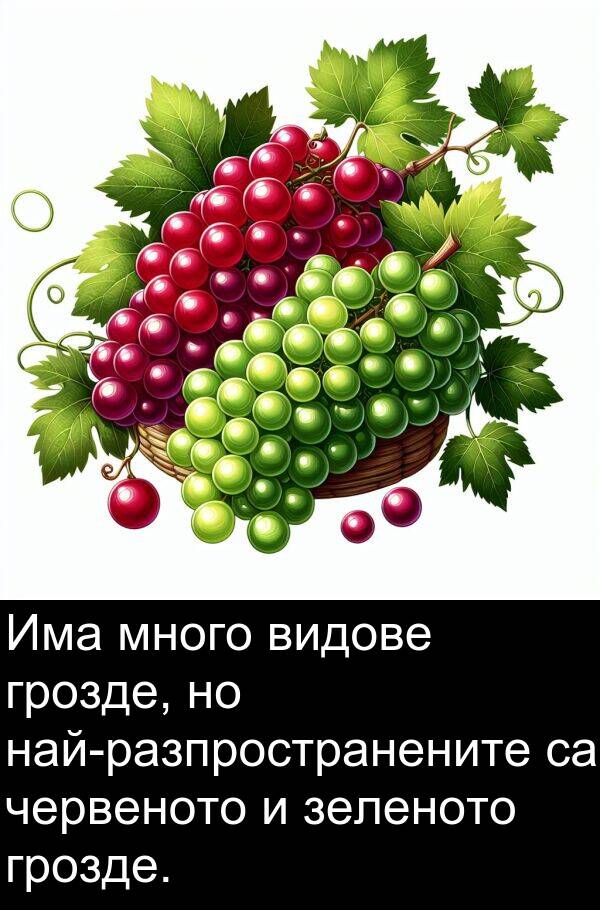 червеното: Има много видове грозде, но най-разпространените са червеното и зеленото грозде.