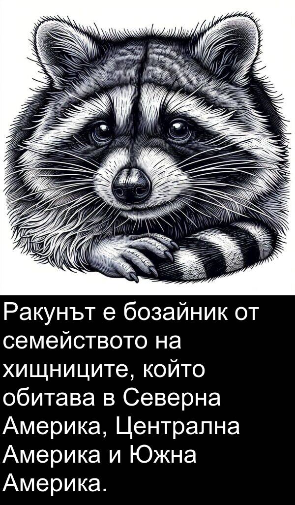обитава: Ракунът е бозайник от семейството на хищниците, който обитава в Северна Америка, Централна Америка и Южна Америка.