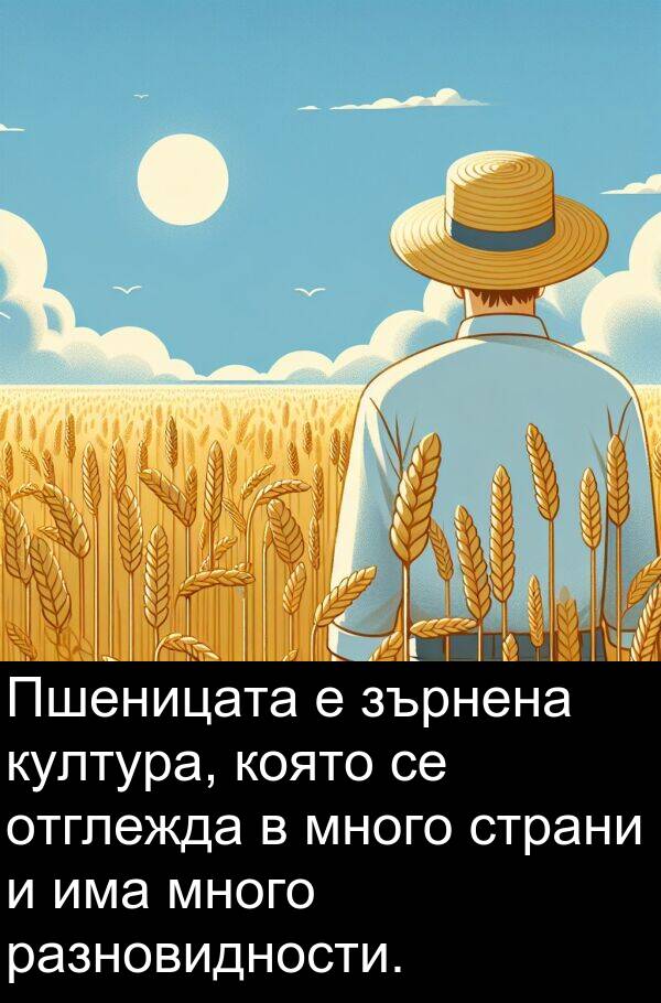 страни: Пшеницата е зърнена култура, която се отглежда в много страни и има много разновидности.