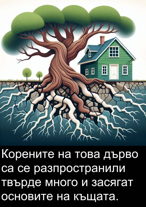 дърво: Корените на това дърво са се разпространили твърде много и засягат основите на къщата.