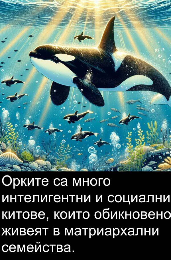 обикновено: Орките са много интелигентни и социални китове, които обикновено живеят в матриархални семейства.