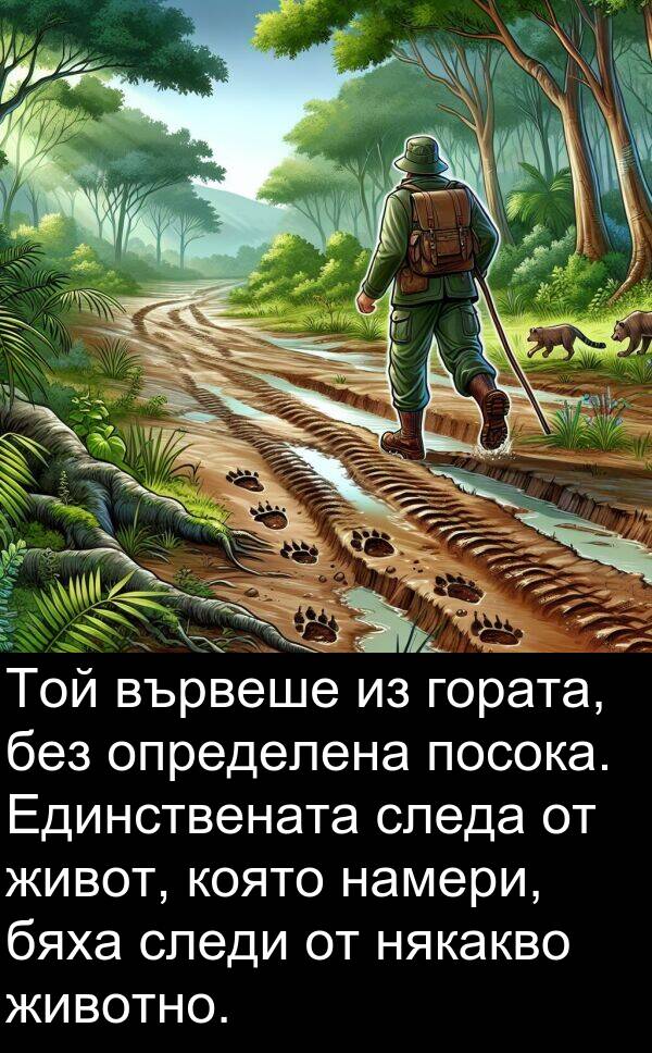 намери: Той вървеше из гората, без определена посока. Единствената следа от живот, която намери, бяха следи от някакво животно.