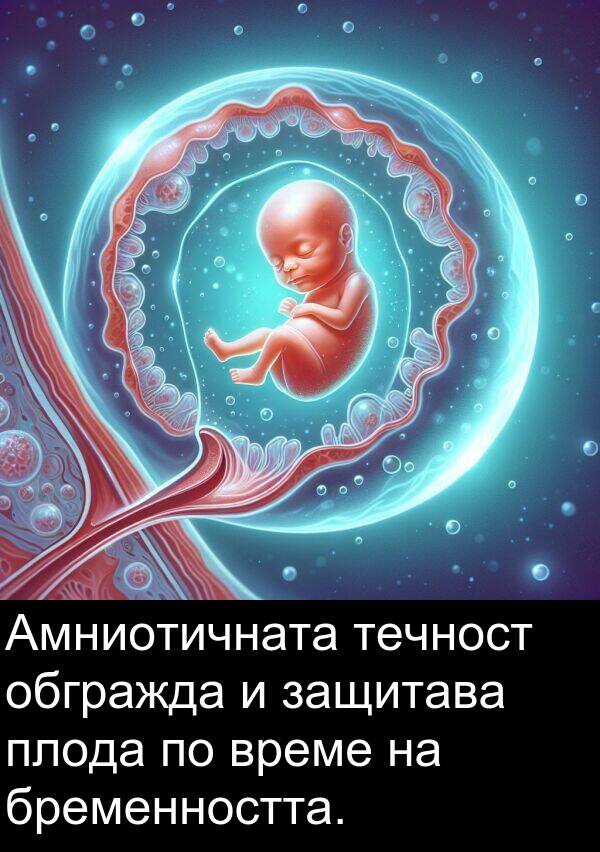 обгражда: Амниотичната течност обгражда и защитава плода по време на бременността.