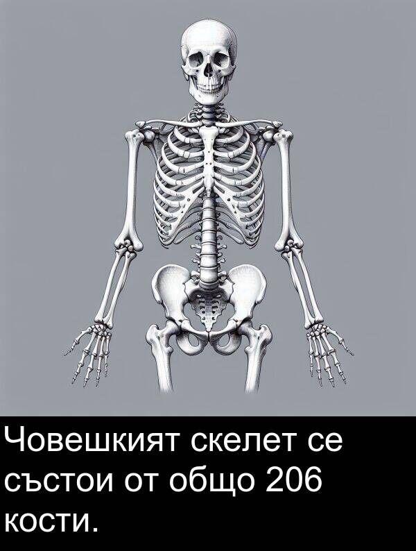 общо: Човешкият скелет се състои от общо 206 кости.