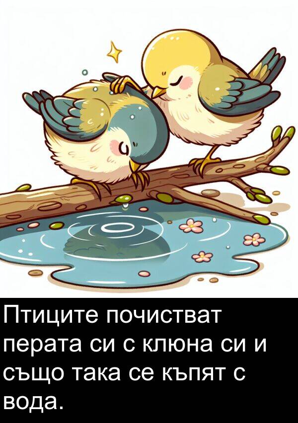 почистват: Птиците почистват перата си с клюна си и също така се къпят с вода.