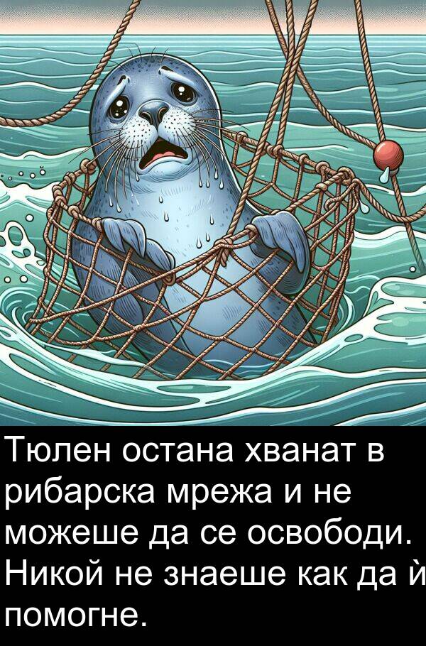 остана: Тюлен остана хванат в рибарска мрежа и не можеше да се освободи. Никой не знаеше как да ѝ помогне.