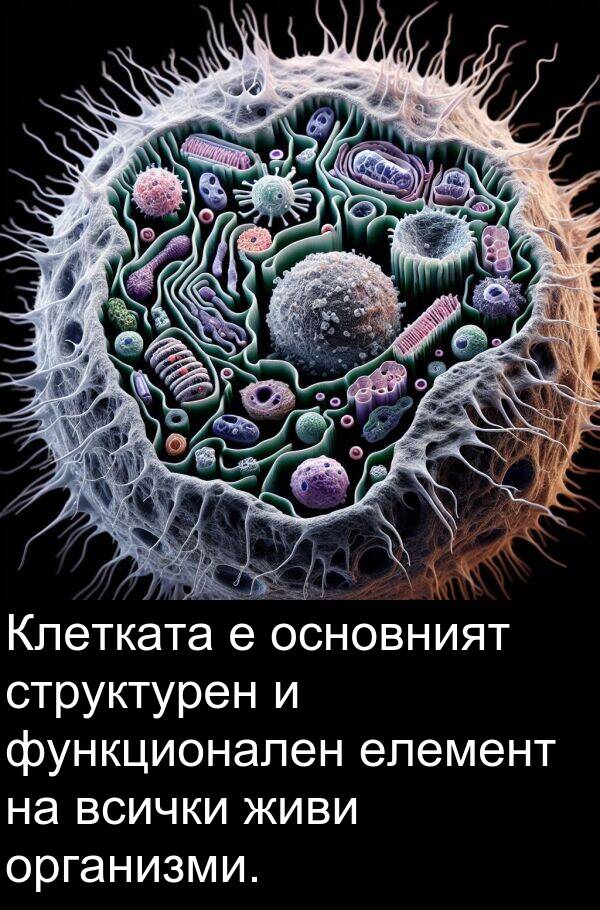 организми: Клетката е основният структурен и функционален елемент на всички живи организми.