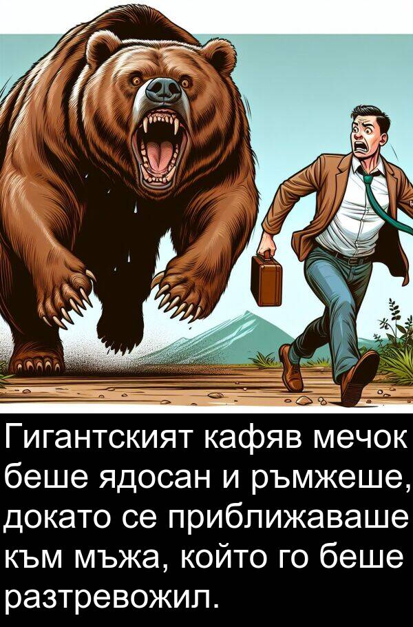 ядосан: Гигантският кафяв мечок беше ядосан и ръмжеше, докато се приближаваше към мъжа, който го беше разтревожил.