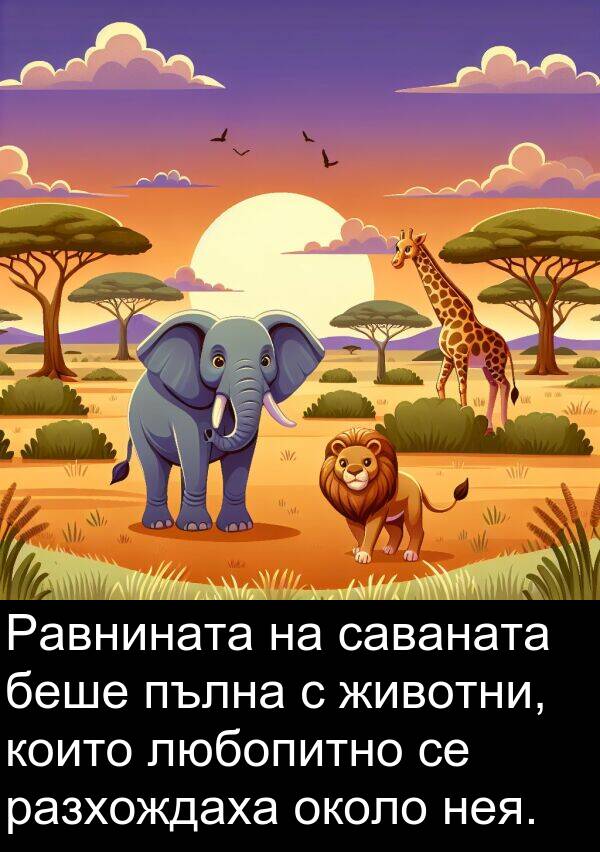 саваната: Равнината на саваната беше пълна с животни, които любопитно се разхождаха около нея.