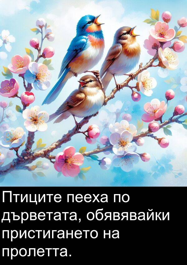 пееха: Птиците пееха по дърветата, обявявайки пристигането на пролетта.