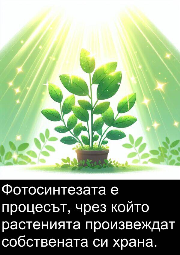 произвеждат: Фотосинтезата е процесът, чрез който растенията произвеждат собствената си храна.