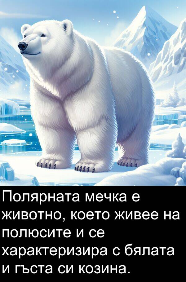 бялата: Полярната мечка е животно, което живее на полюсите и се характеризира с бялата и гъста си козина.