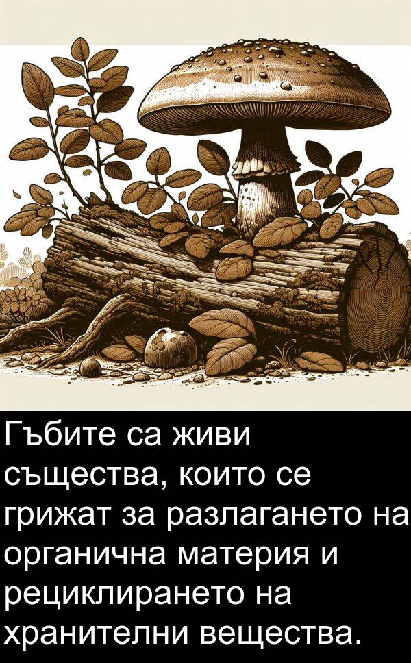 материя: Гъбите са живи същества, които се грижат за разлагането на органична материя и рециклирането на хранителни вещества.