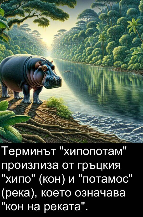 означава: Терминът "хипопотам" произлиза от гръцкия "хипо" (кон) и "потамос" (река), което означава "кон на реката".