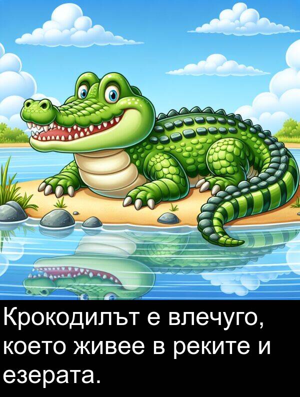 езерата: Крокодилът е влечуго, което живее в реките и езерата.
