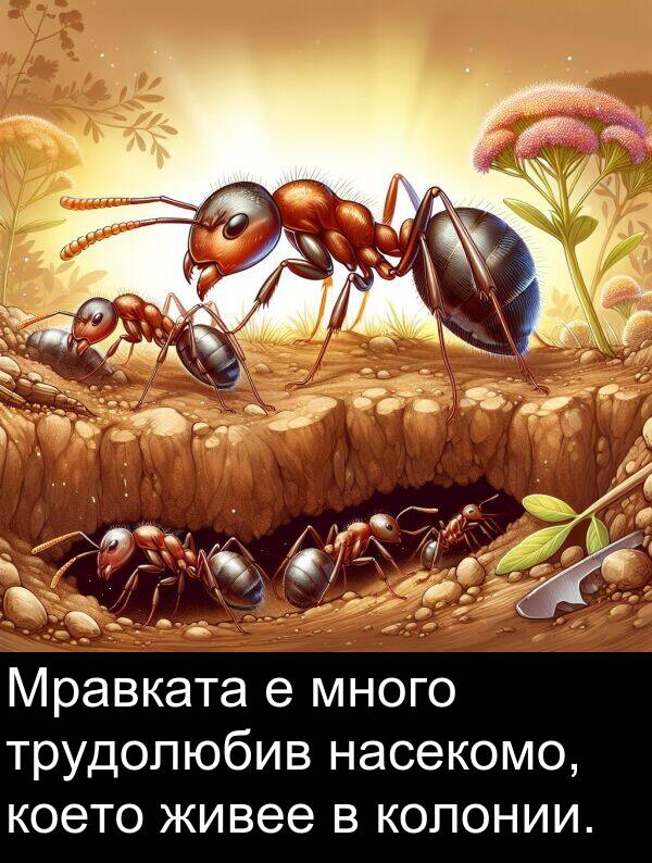 насекомо: Мравката е много трудолюбив насекомо, което живее в колонии.