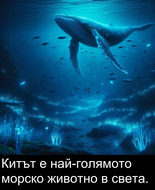 света: Китът е най-голямото морско животно в света.