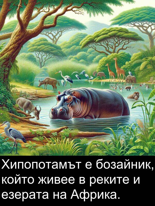 езерата: Хипопотамът е бозайник, който живее в реките и езерата на Африка.