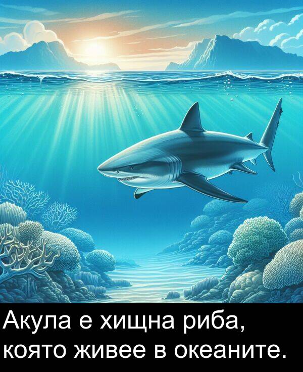 хищна: Акула е хищна риба, която живее в океаните.