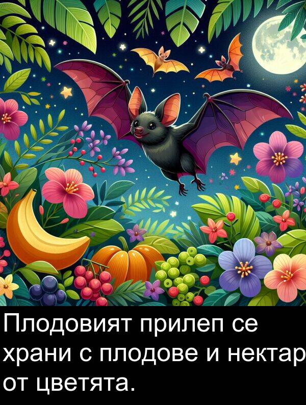 нектар: Плодовият прилеп се храни с плодове и нектар от цветята.