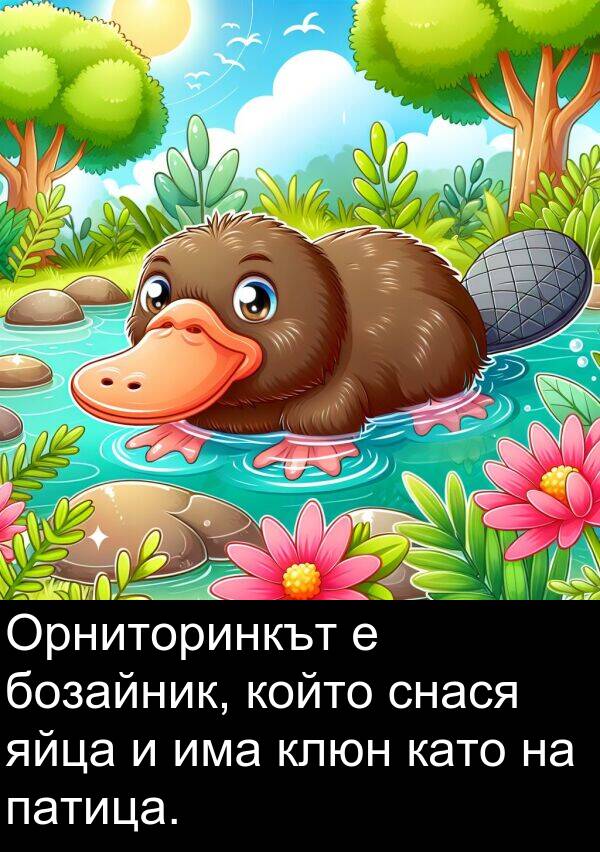 яйца: Орниторинкът е бозайник, който снася яйца и има клюн като на патица.
