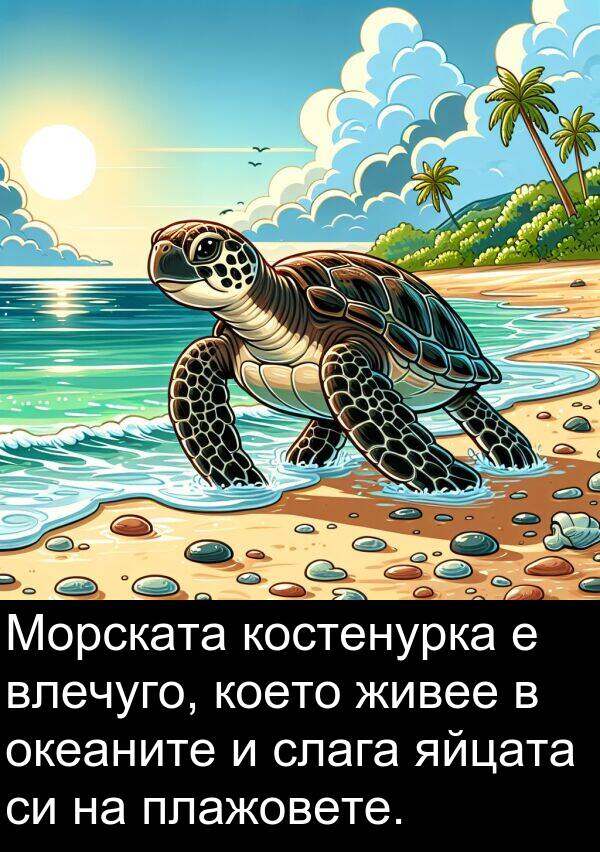 яйцата: Морската костенурка е влечуго, което живее в океаните и слага яйцата си на плажовете.