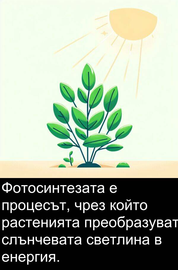 светлина: Фотосинтезата е процесът, чрез който растенията преобразуват слънчевата светлина в енергия.