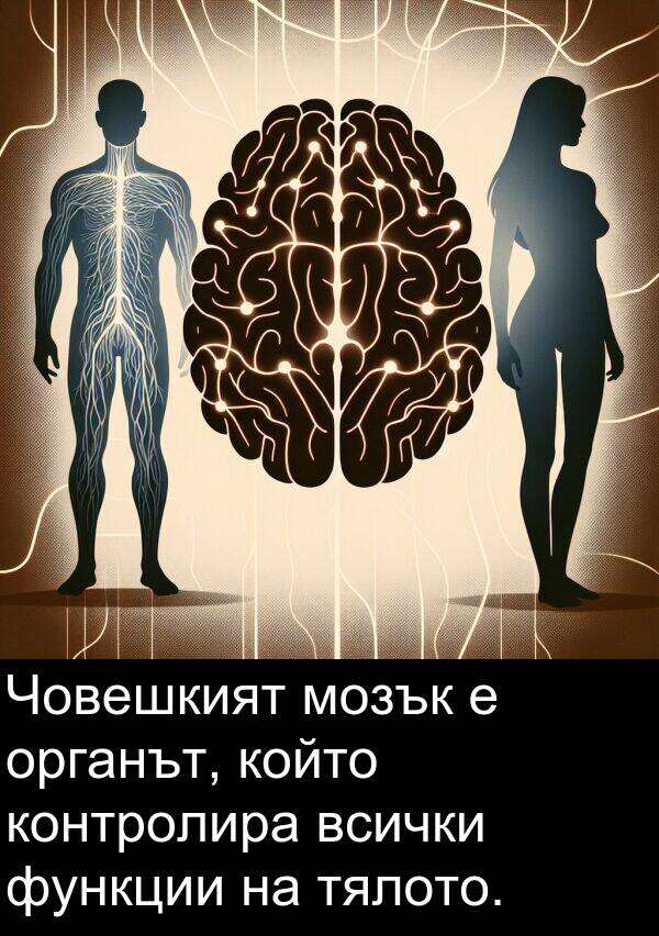 органът: Човешкият мозък е органът, който контролира всички функции на тялото.
