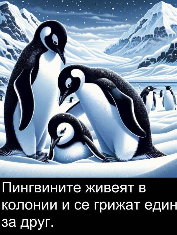 един: Пингвините живеят в колонии и се грижат един за друг.
