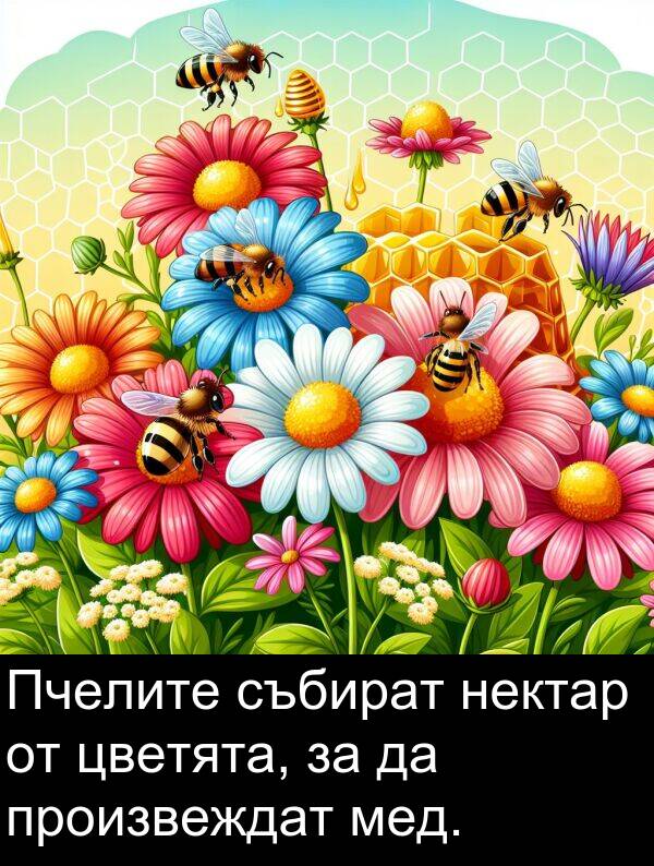 събират: Пчелите събират нектар от цветята, за да произвеждат мед.