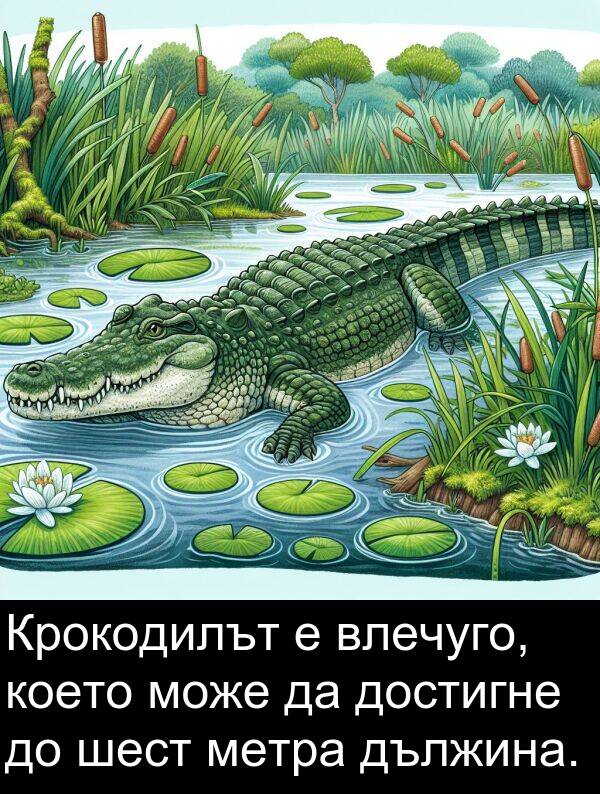 шест: Крокодилът е влечуго, което може да достигне до шест метра дължина.