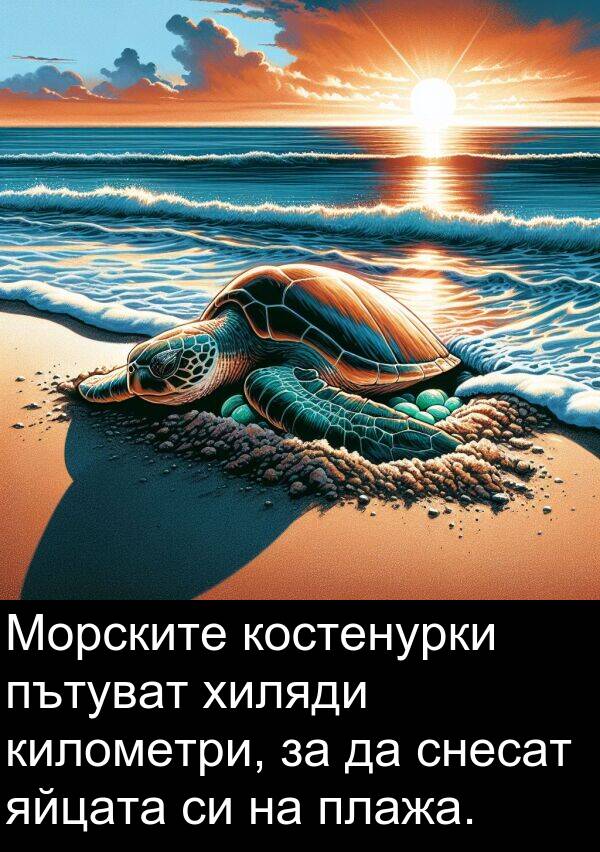 яйцата: Морските костенурки пътуват хиляди километри, за да снесат яйцата си на плажа.