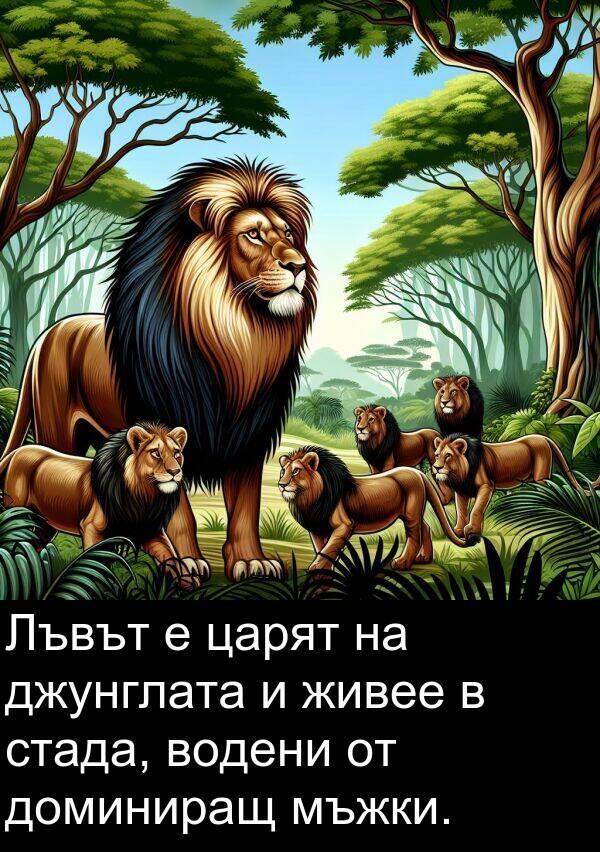 доминиращ: Лъвът е царят на джунглата и живее в стада, водени от доминиращ мъжки.