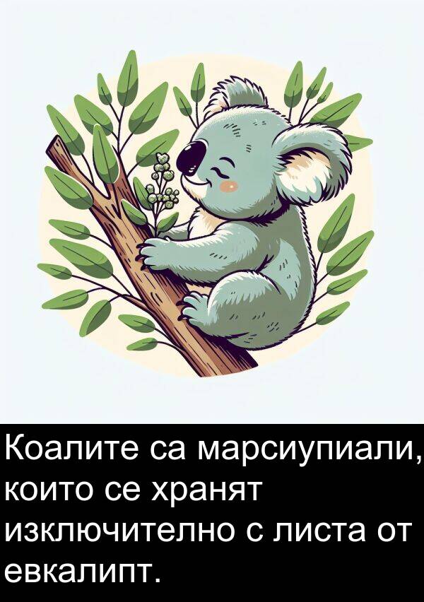 евкалипт: Коалите са марсиупиали, които се хранят изключително с листа от евкалипт.