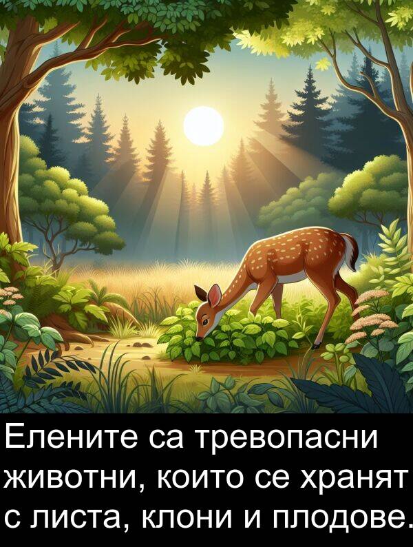 хранят: Елените са тревопасни животни, които се хранят с листа, клони и плодове.