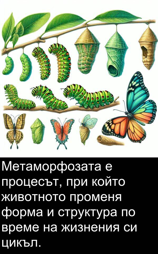 цикъл: Метаморфозата е процесът, при който животното променя форма и структура по време на жизнения си цикъл.