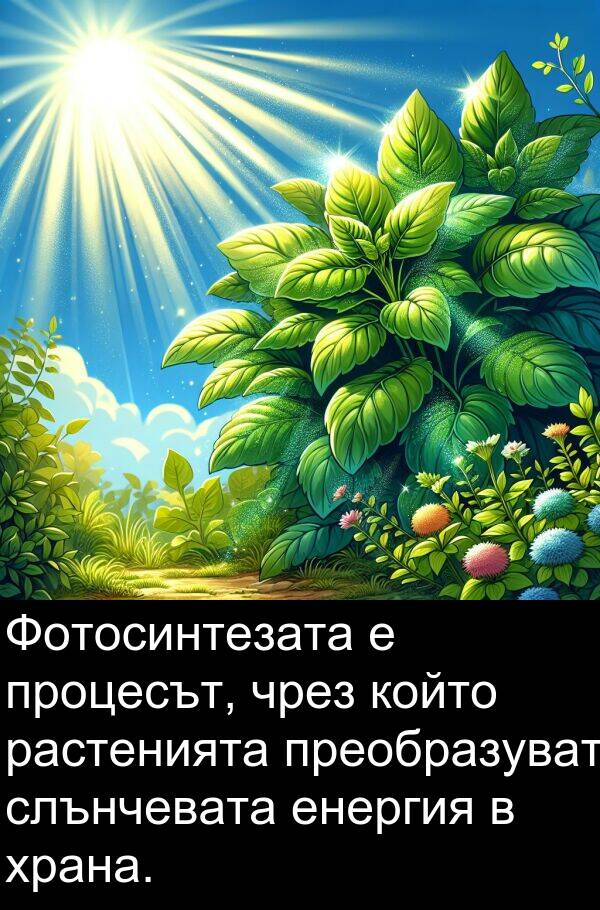 слънчевата: Фотосинтезата е процесът, чрез който растенията преобразуват слънчевата енергия в храна.